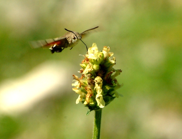 Galleria di insetti in volo